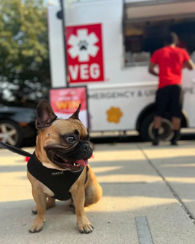 VEG ER for Pets — photo from the business 4