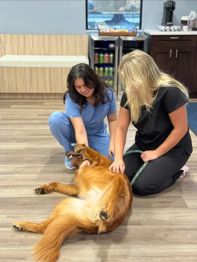 PAWS Veterinary Center — photo from the business 3