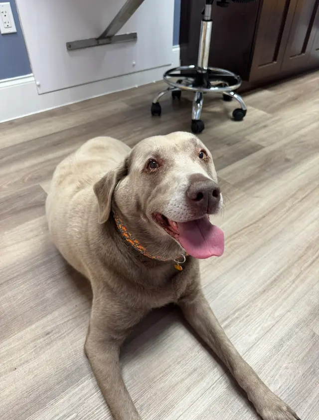 PAWS Veterinary Center — photo from the business 7