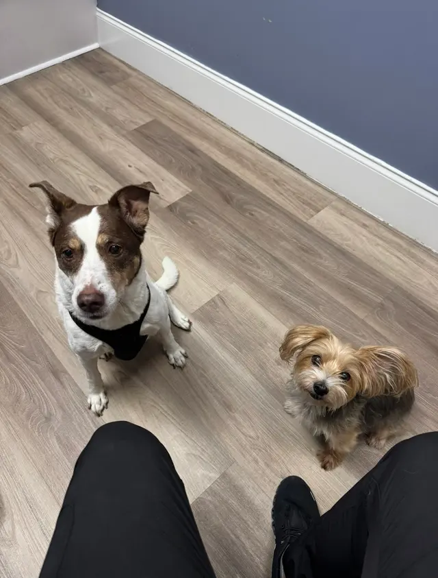 PAWS Veterinary Center — photo from the business 8