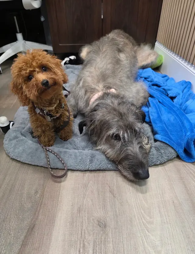 PAWS Veterinary Center — photo from the business 10
