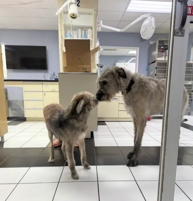 PAWS Veterinary Center — photo from the business 11