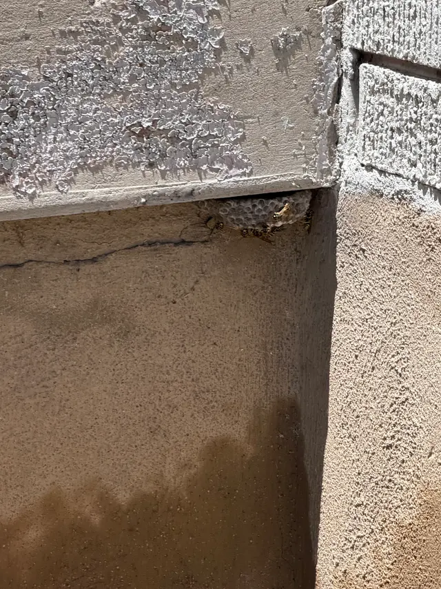 Atlas Pest Services — customer photo 8