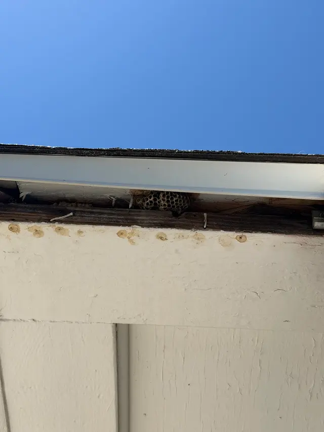 Atlas Pest Services — customer photo 4