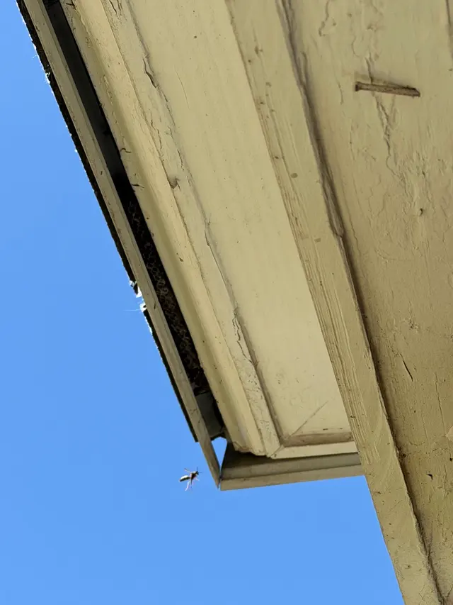 Atlas Pest Services — customer photo 10