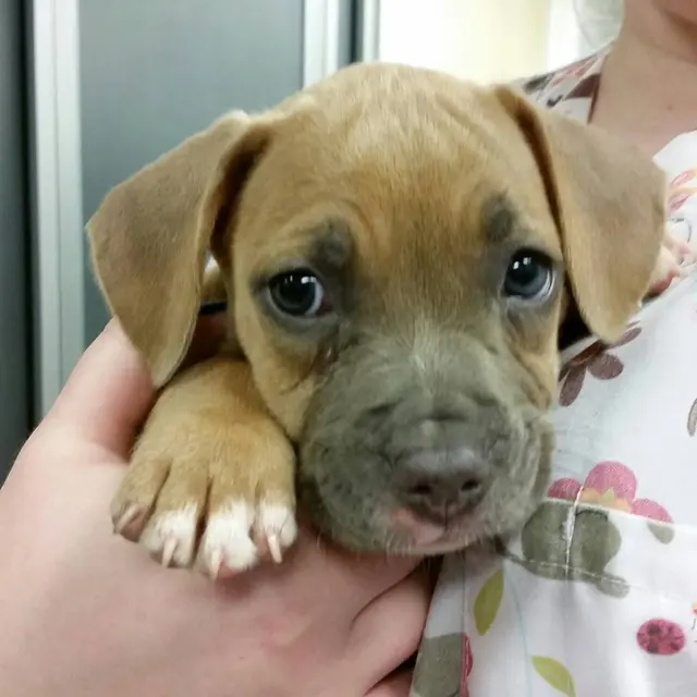 Welleby Veterinary Hospital — photo from the business 10
