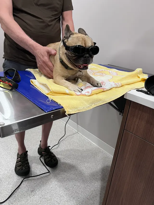 Lakeside Animal Hospital & Veterinarian - Plantation — customer photo 5