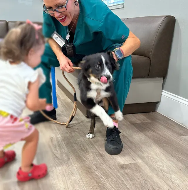 Lakeside Animal Hospital & Veterinarian - Plantation — customer photo 4