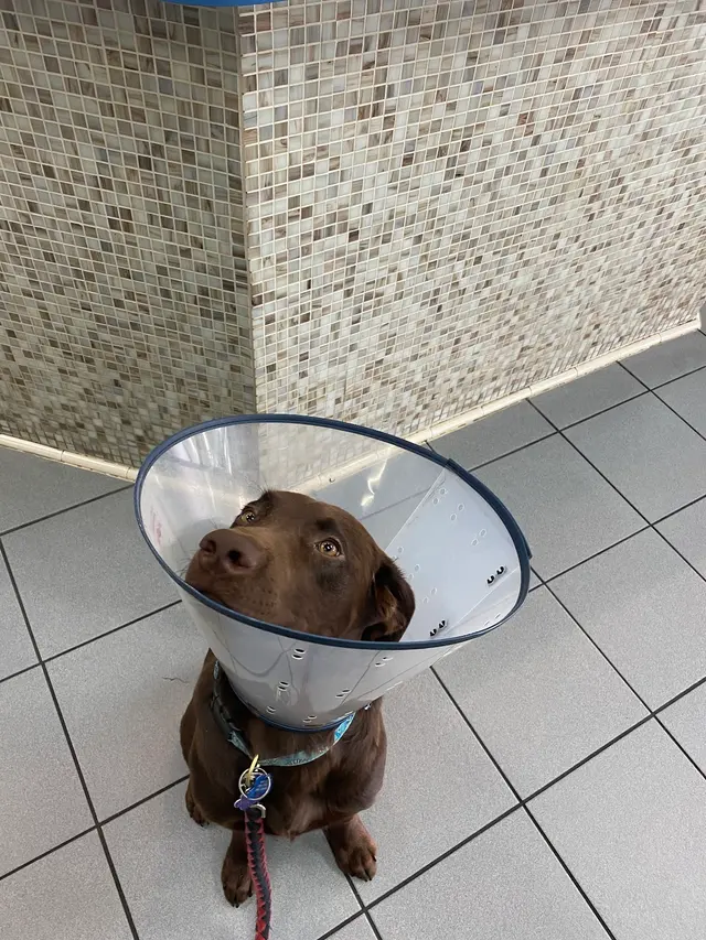 South Broward Animal Hospital — customer photo 9