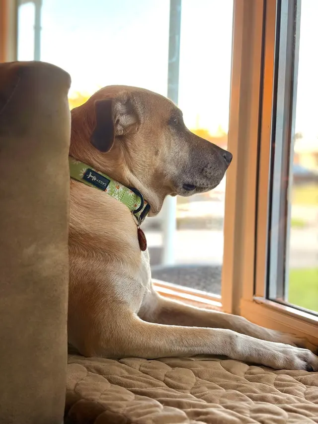 Customer photo of work by South Broward Animal Hospital, from Jeff Sanchez's review