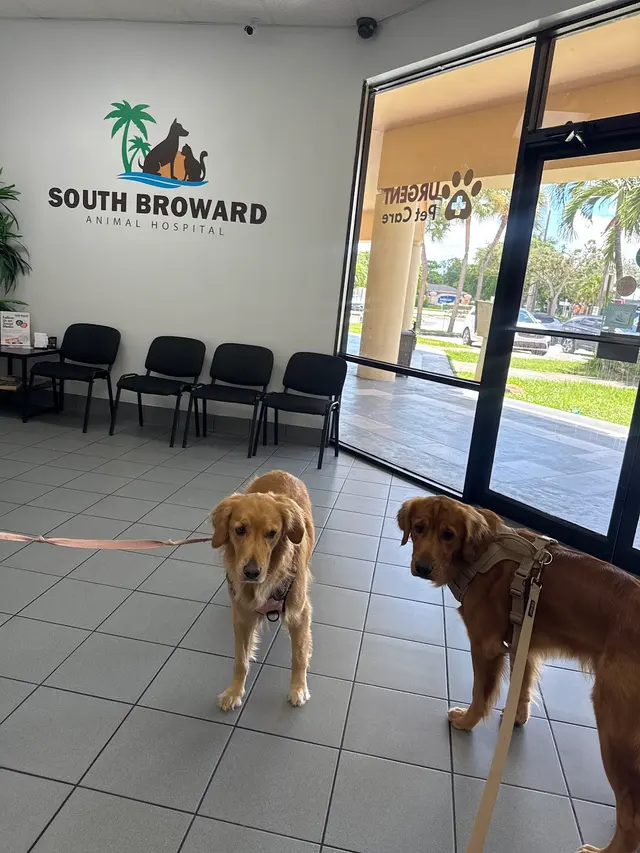 South Broward Animal Hospital — customer photo 6