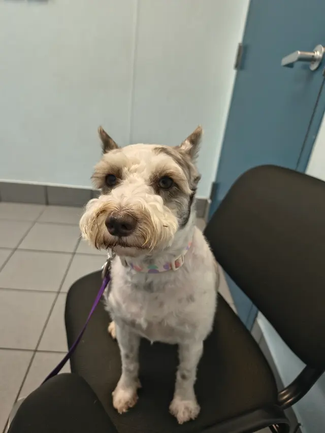 South Broward Animal Hospital — customer photo 8