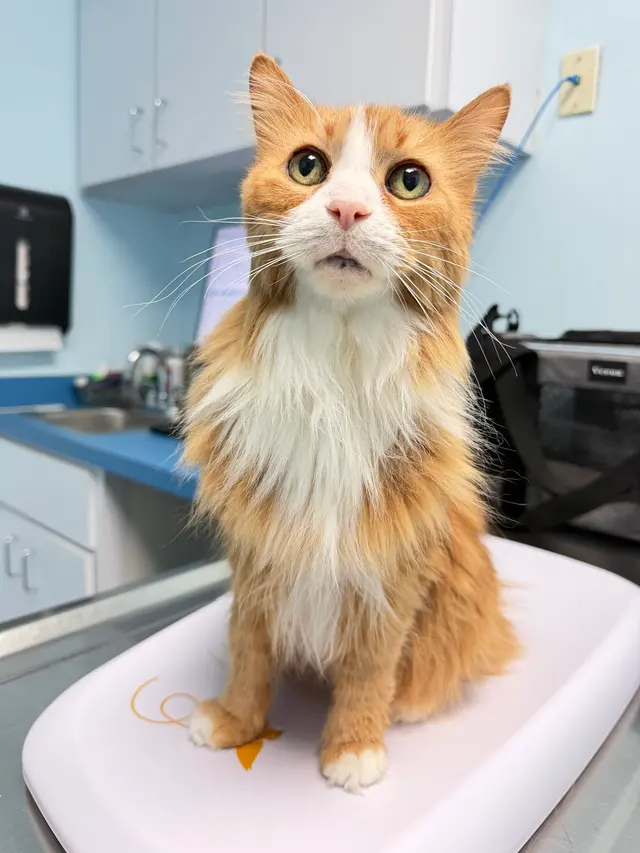 South Broward Animal Hospital — customer photo 4