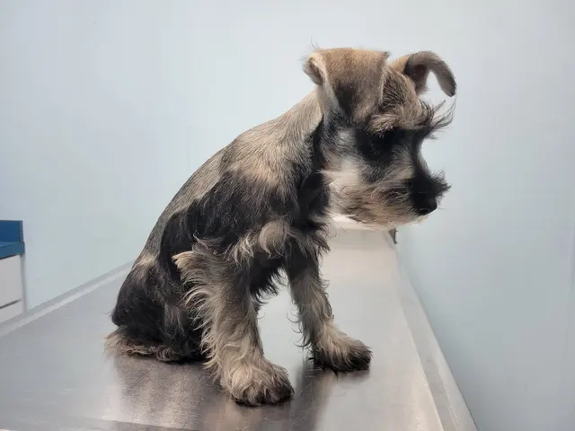 South Broward Animal Hospital — customer photo 7