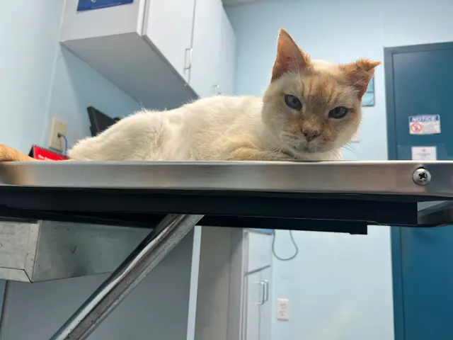 South Broward Animal Hospital — customer photo 10
