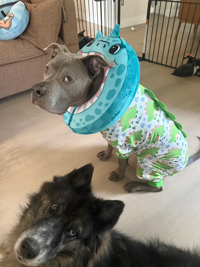 Veterinary Surgical Services of So. FL — customer photo 2