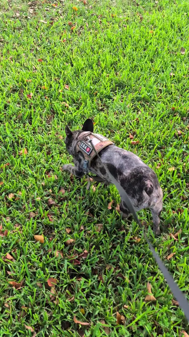 Customer photo of work by Veterinary Surgical Services of So. FL, from Francis Fernandez's review