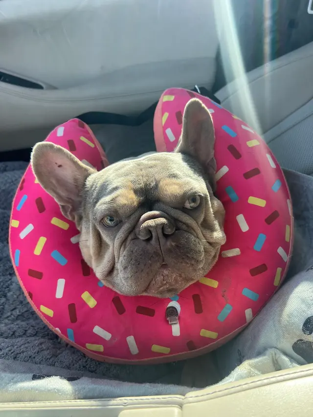 Veterinary Surgical Services of So. FL — customer photo 4