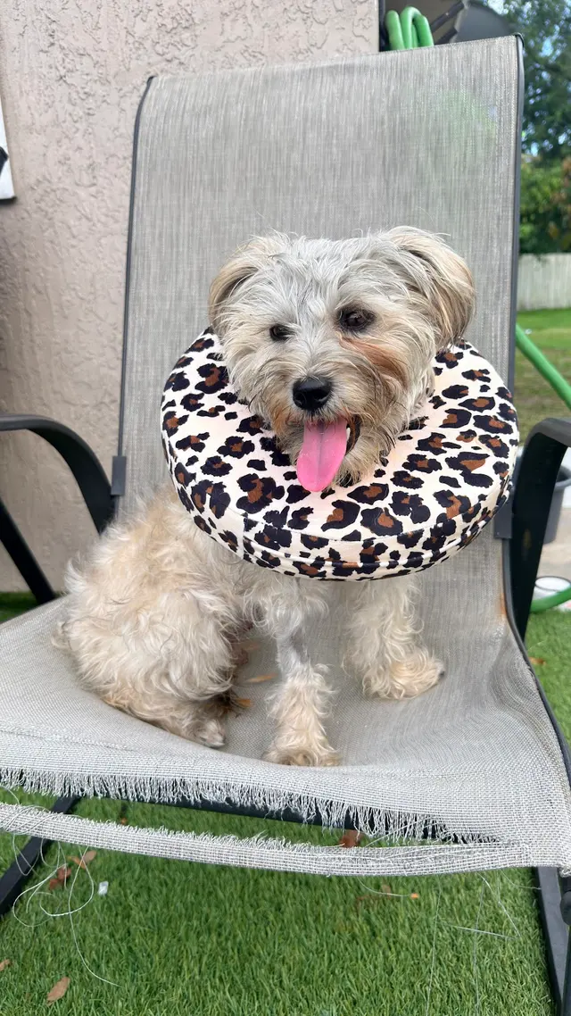Veterinary Surgical Services of So. FL — customer photo 1