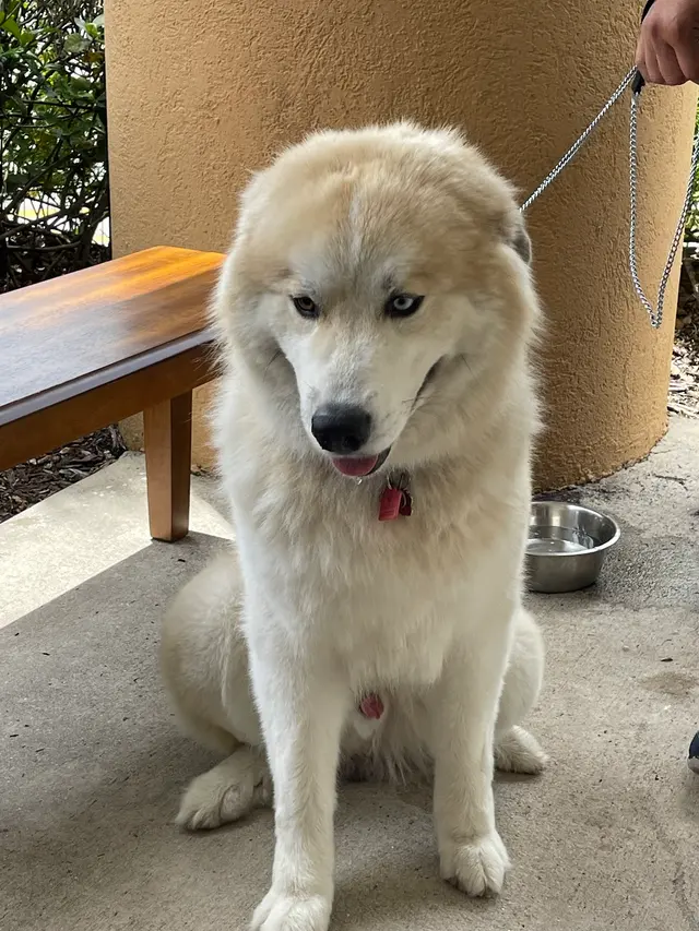 VetField Animal Hospital & Mobile Vet — customer photo 10
