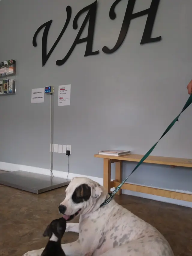 VetField Animal Hospital & Mobile Vet — customer photo 5