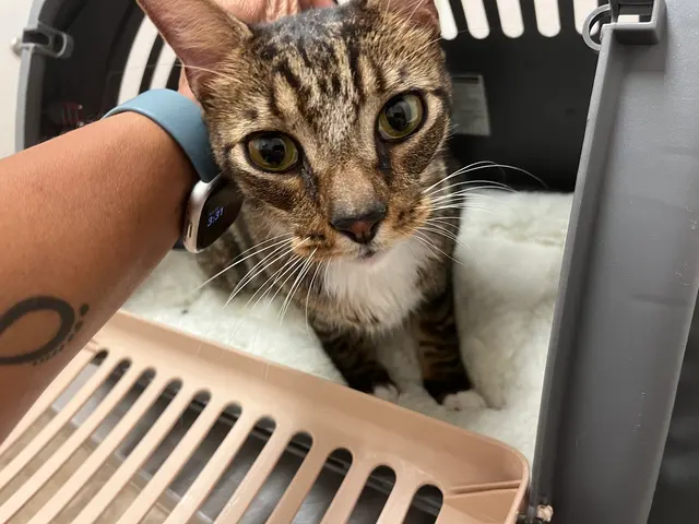 VetField Animal Hospital & Mobile Vet — customer photo 3
