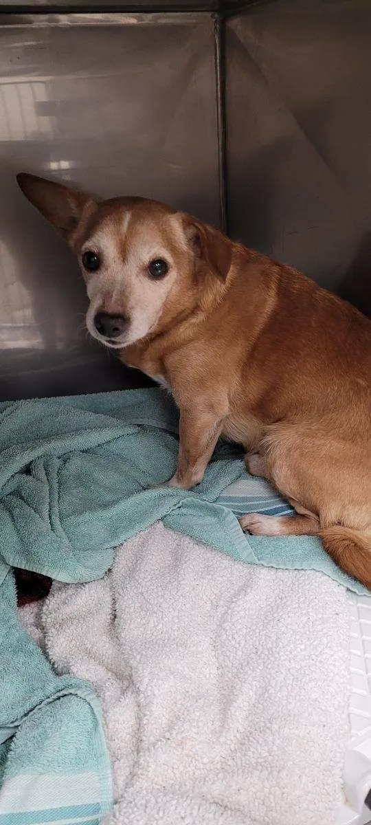 VetField Animal Hospital & Mobile Vet — customer photo 4