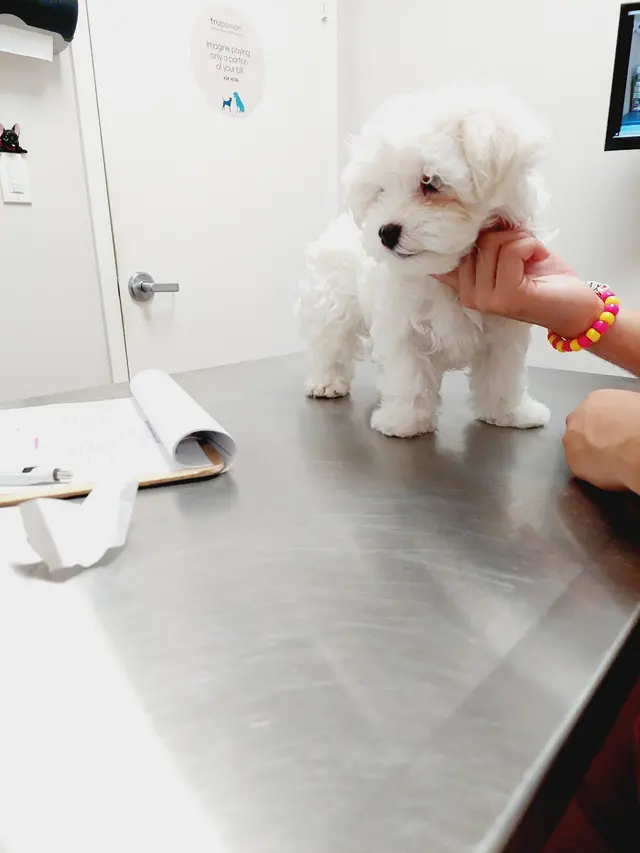 VetField Animal Hospital & Mobile Vet — customer photo 11