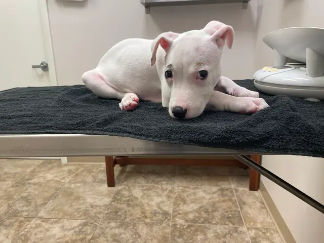 VetField Animal Hospital & Mobile Vet — customer photo 6