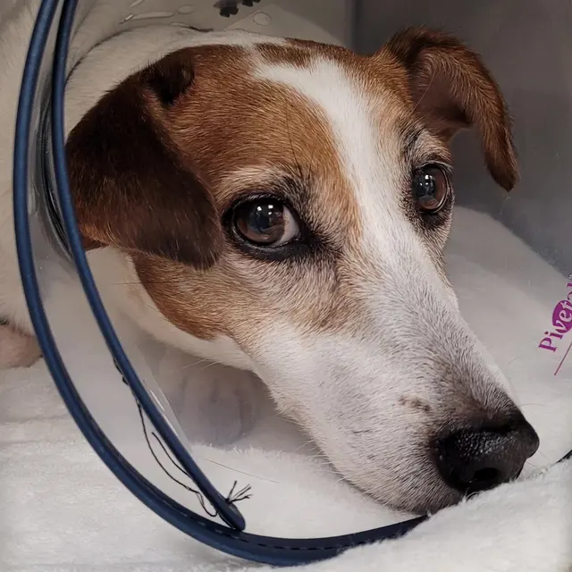 VetField Animal Hospital & Mobile Vet — customer photo 2