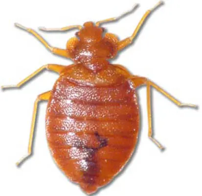 All Guard Pest Control and Termite Extermination — photo from the business 6