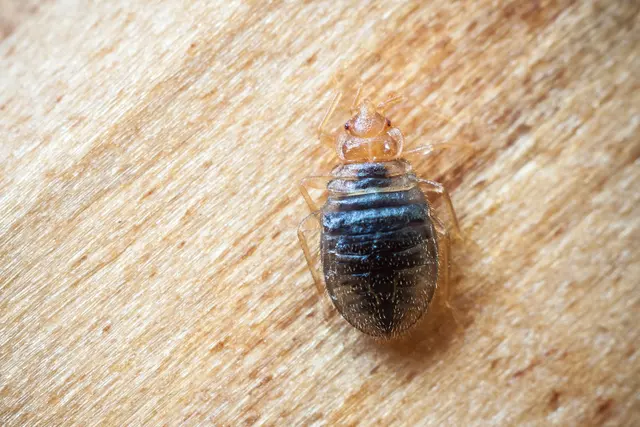 All Guard Pest Control and Termite Extermination — photo from the business 4