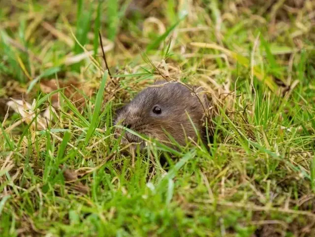 Hunt Pest Control & Pro Lawn — photo from the business 9