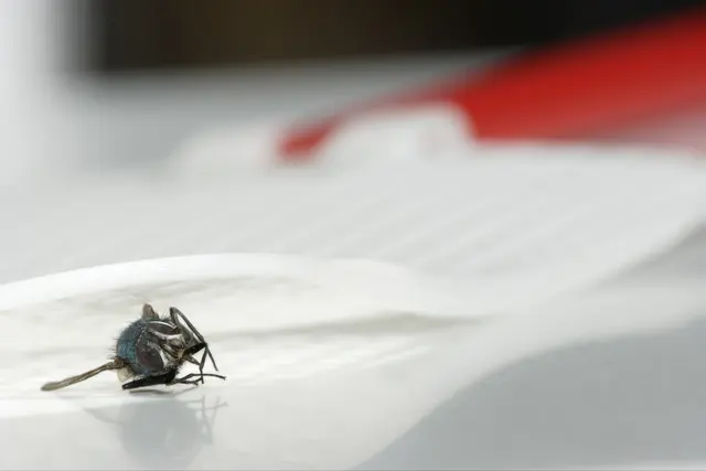 Hunt Pest Control & Pro Lawn — photo from the business 3