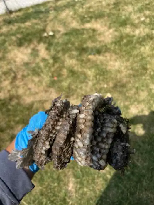 Bulwark Exterminating — customer photo 12