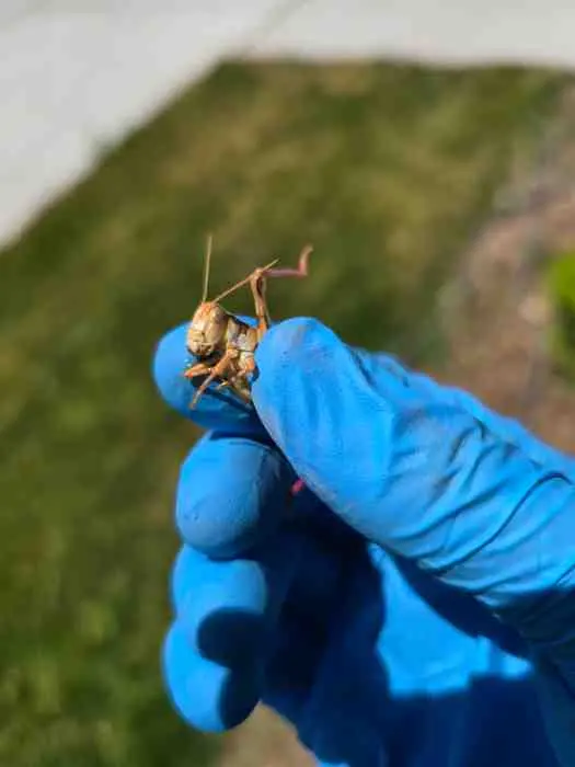 Bulwark Exterminating — customer photo 5