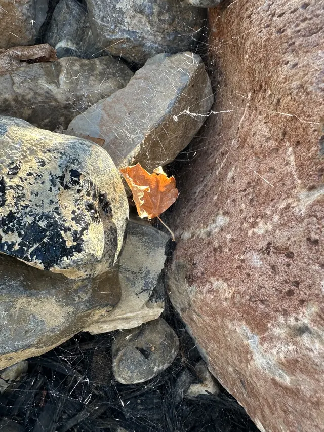 Bulwark Exterminating — customer photo 10