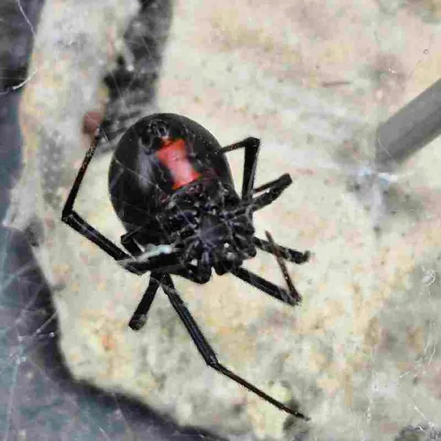 Bulwark Exterminating — customer photo 2