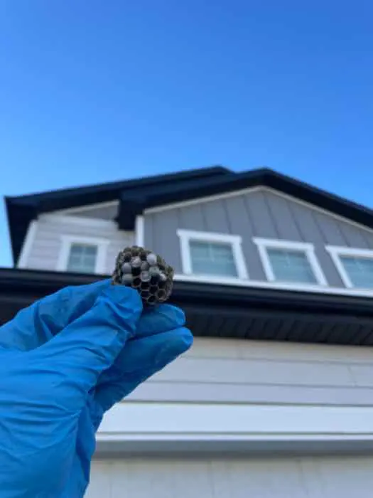 Bulwark Exterminating — customer photo 4