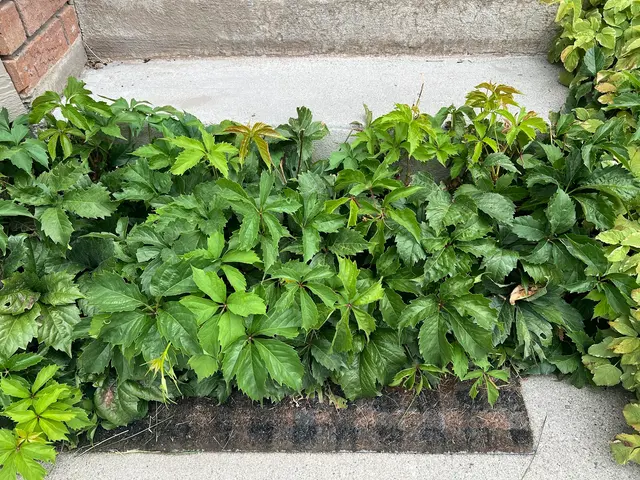 Bulwark Exterminating — customer photo 8