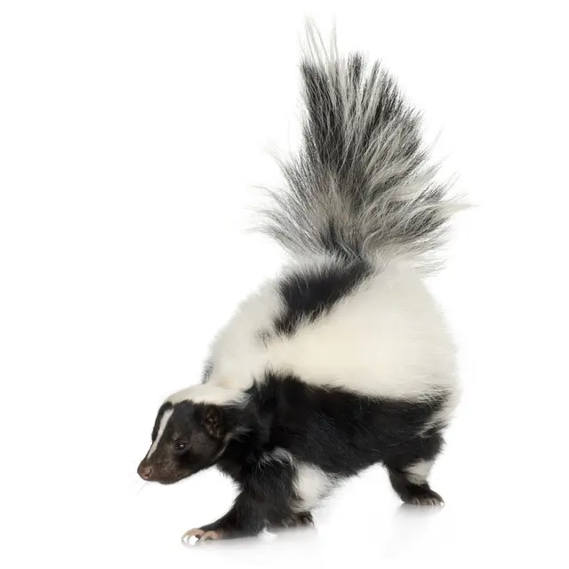 Pest Pro Pest Control — photo from the business 10