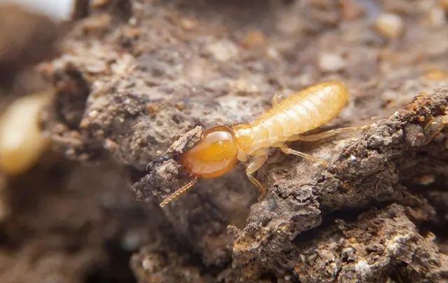 Pest Pro Pest Control — photo from the business 9