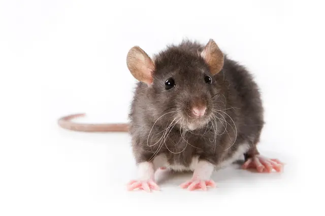 Pest Pro Pest Control — photo from the business 8