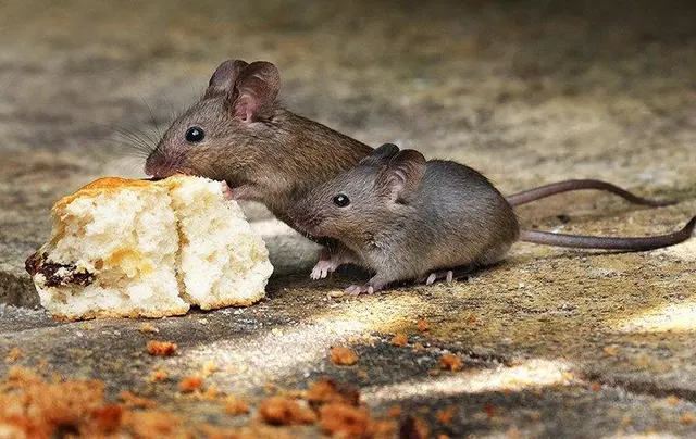Pest Pro Pest Control — photo from the business 3