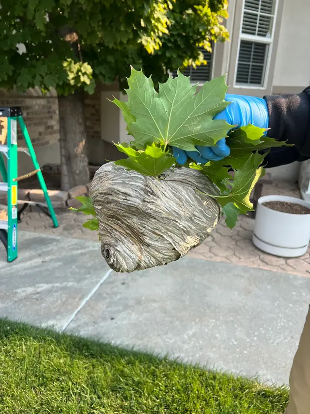 Pest Pro Pest Control — customer photo 12