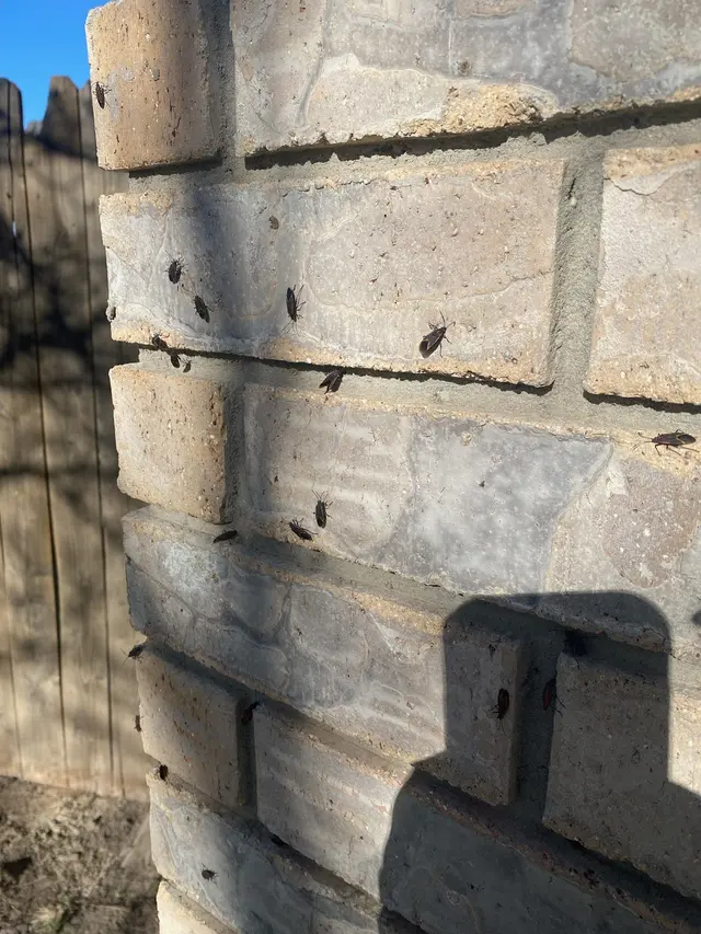 H2 Pest Control — photo from the business 11