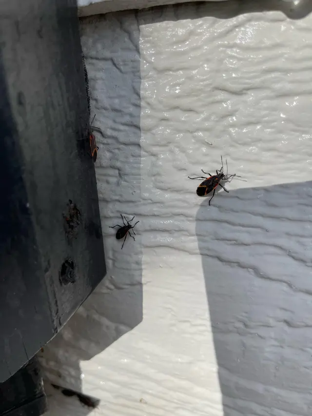 H2 Pest Control — photo from the business 3