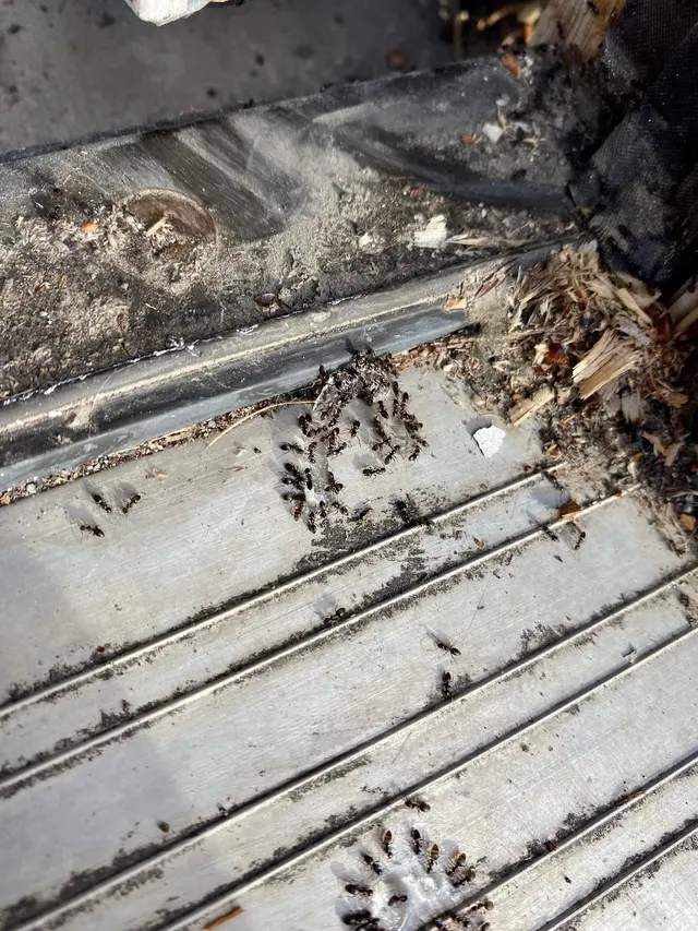 H2 Pest Control — photo from the business 12