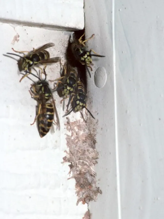 Reynolds Pest Control — photo from the business 3