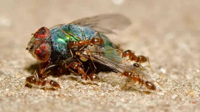 Turbo Pest Control — photo from the business 9